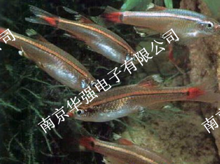 水族白燈管